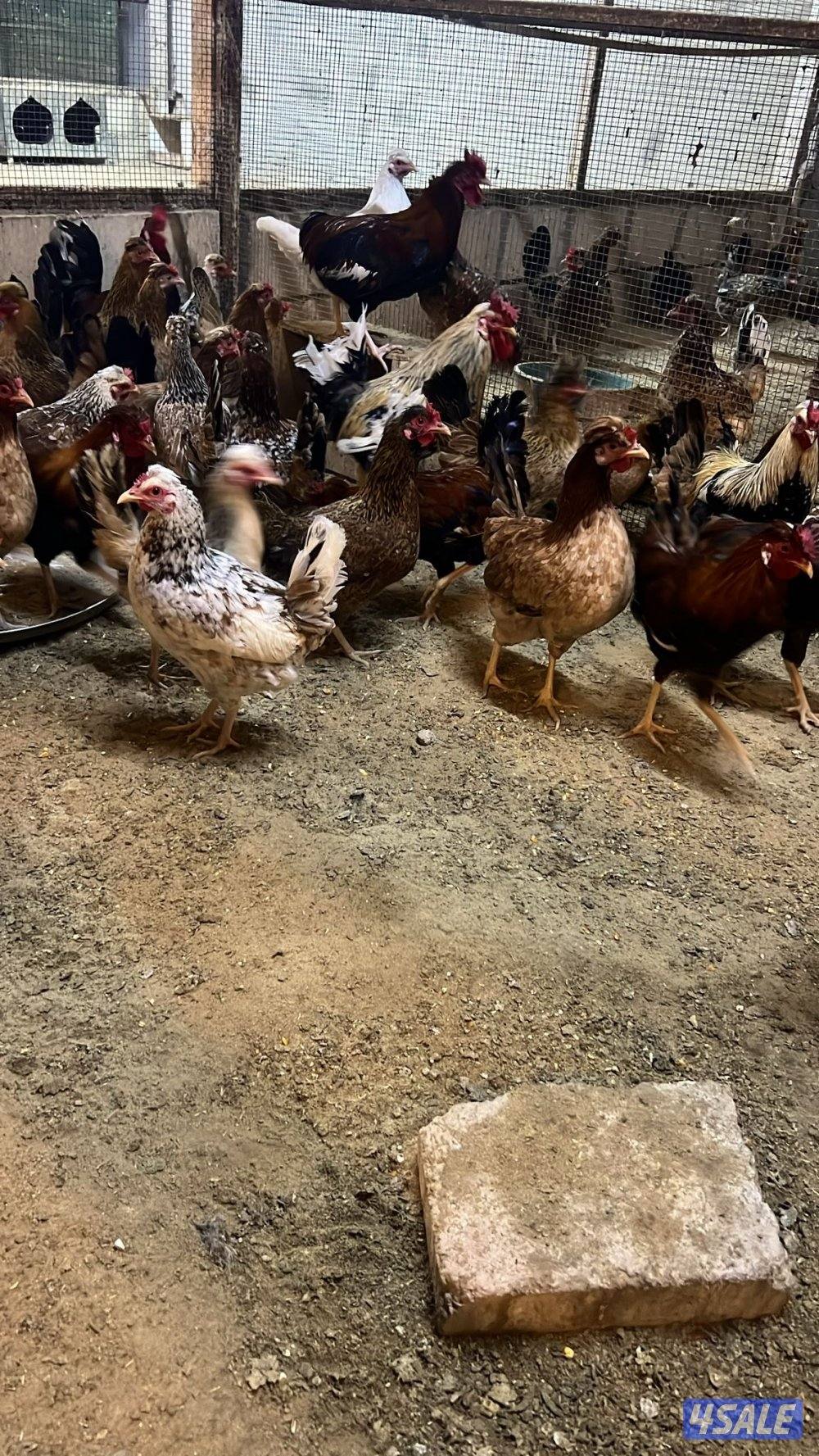 دجاج عربي قديم بياض2