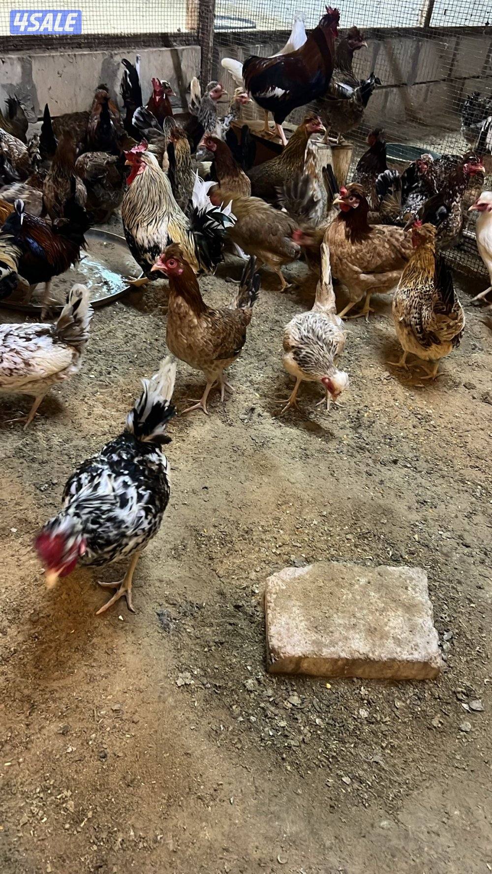 دجاج عربي قديم بياض3