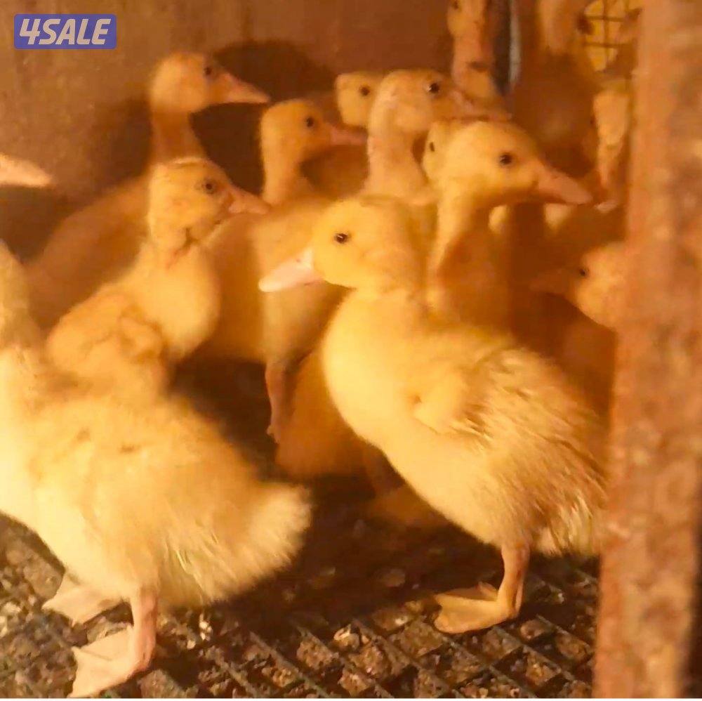 للبيع صيصان بط فرنسي مزارع الوفره0