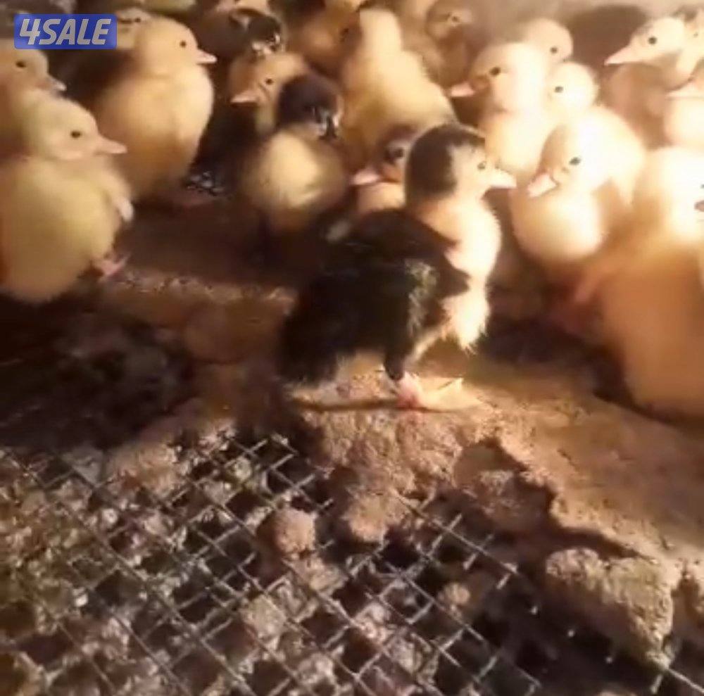 للبيع صيصان بط فرنسي مزارع الوفره1