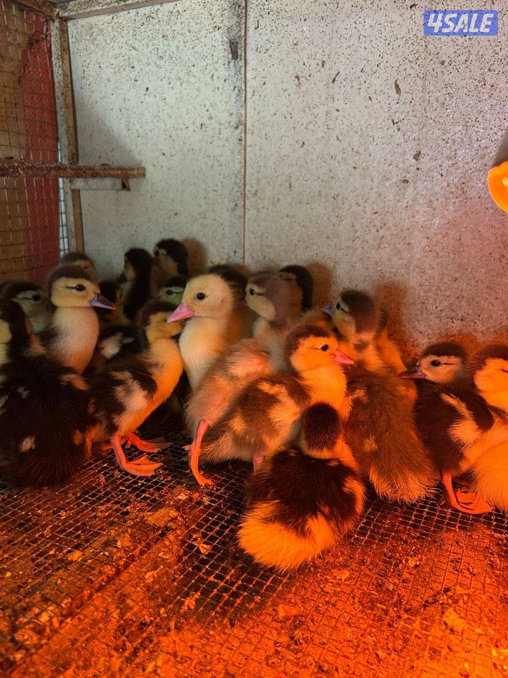 للبيع صيصان بط فرنسي مزارع الوفره3