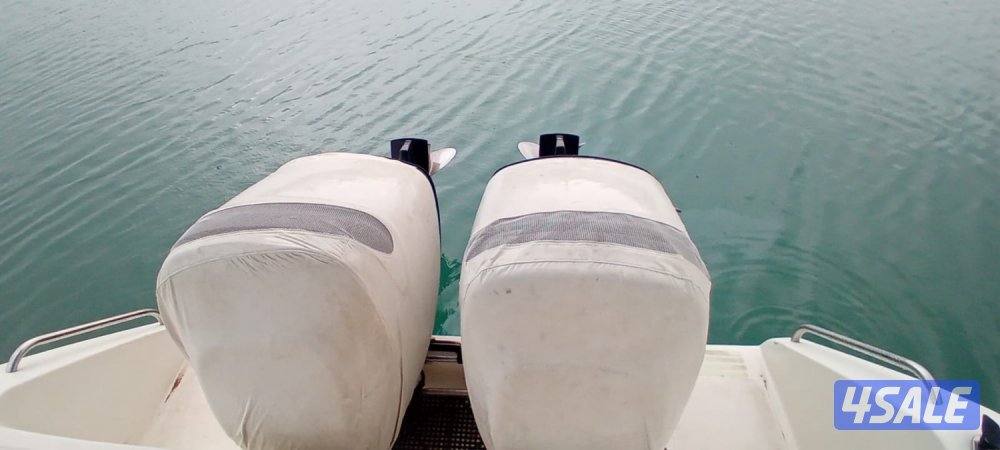 قالف كرافت دولفن ٣١3