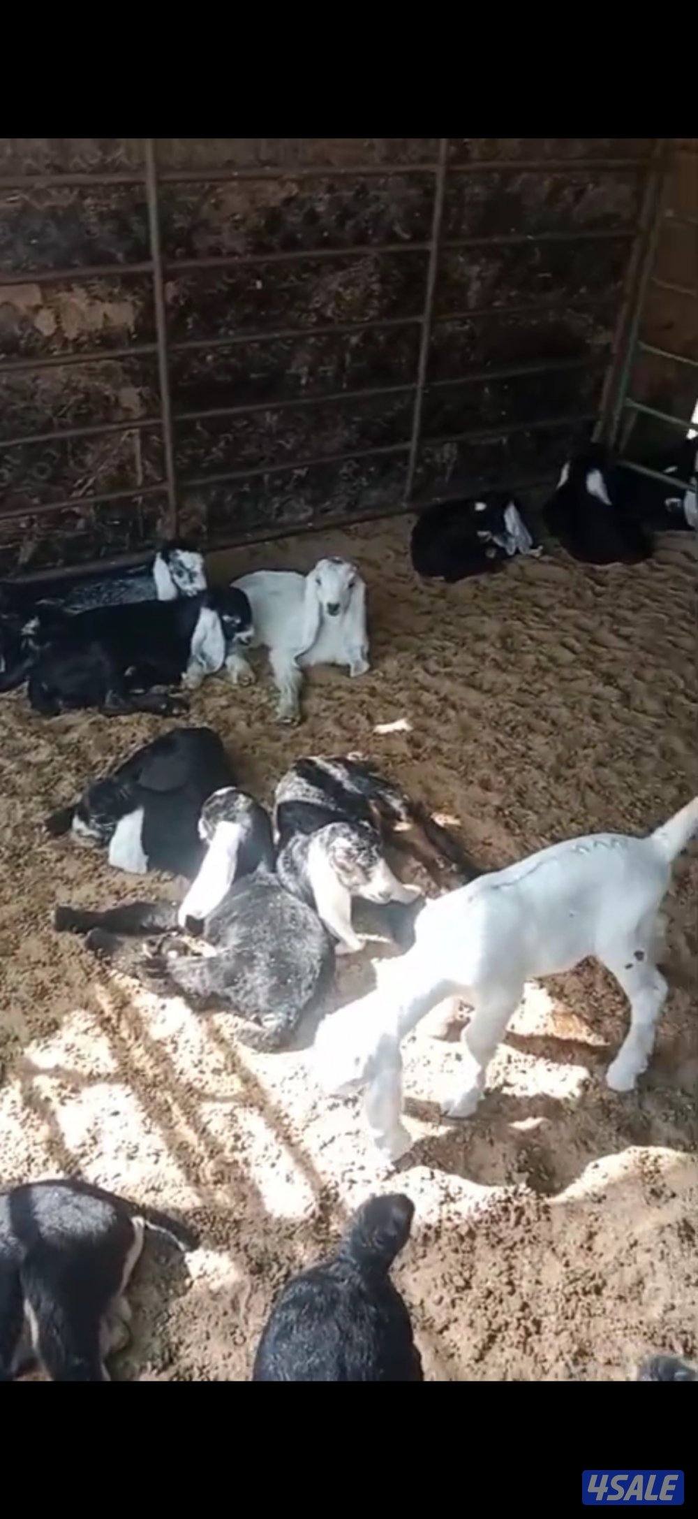 للبيع معزا العدد 20 تحتهم 260