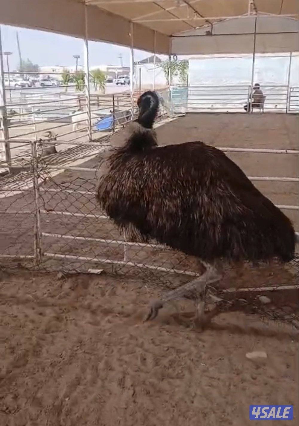 ذكر نعام ايمو0