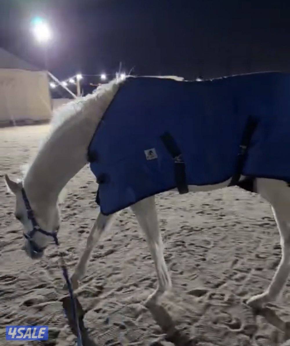 خيل بلدي هادي جداً0