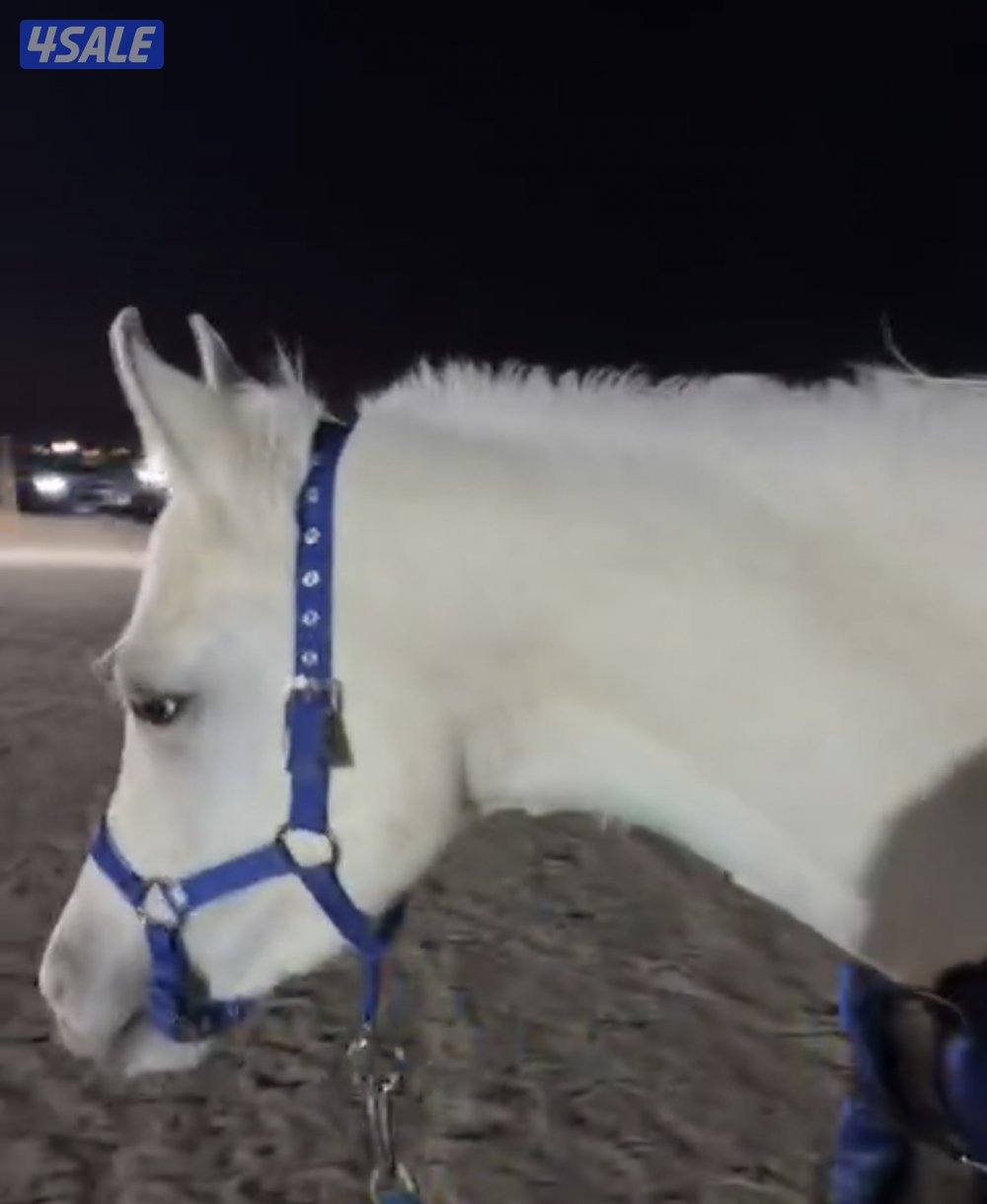 خيل بلدي هادي جداً1