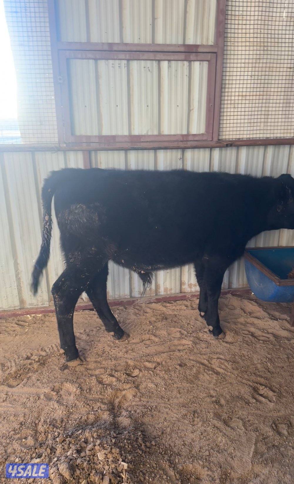 للبيع عجول أعمار من ٤ الي ٦ شهور0