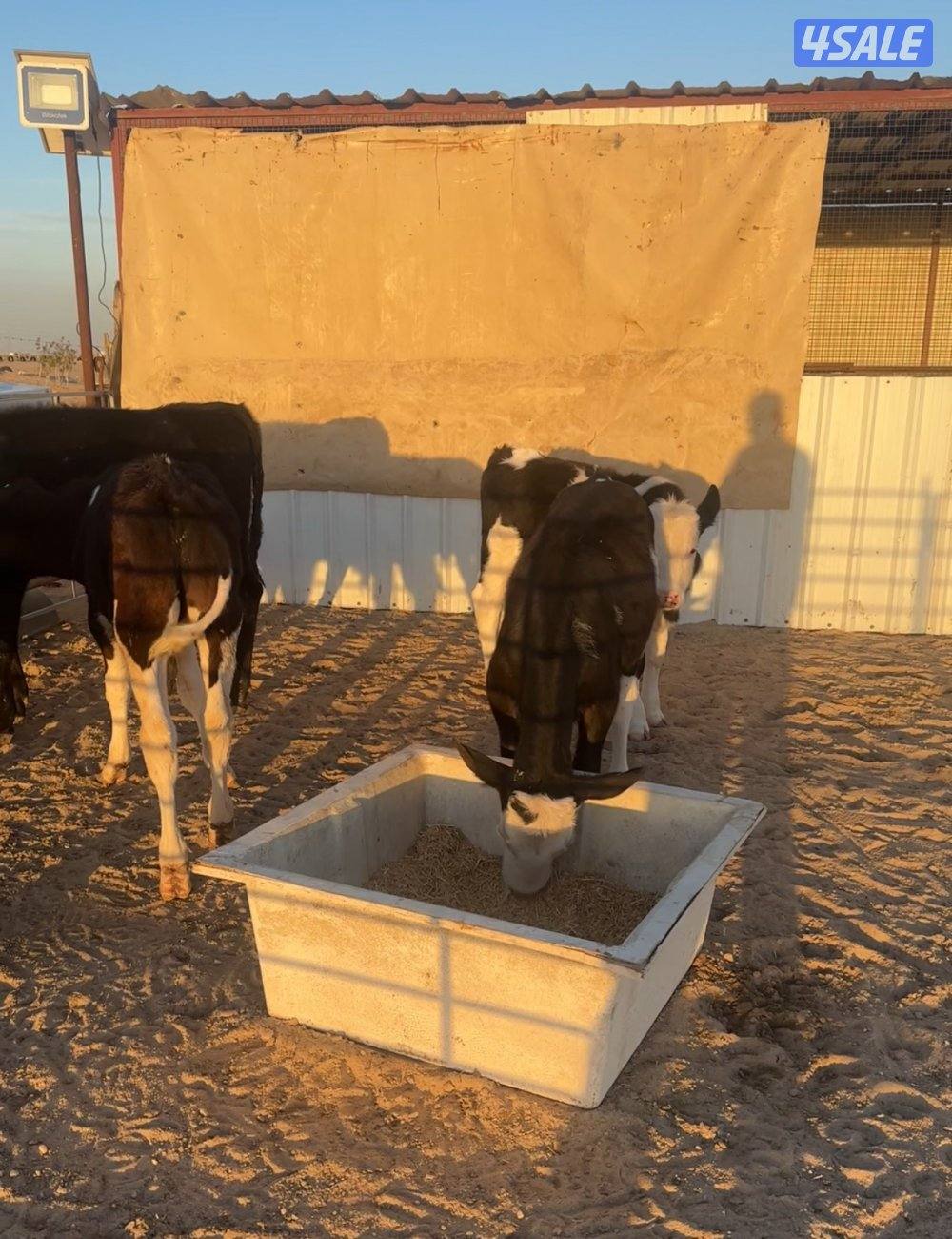 للبيع عجول أعمار من ٤ الي ٦ شهور1