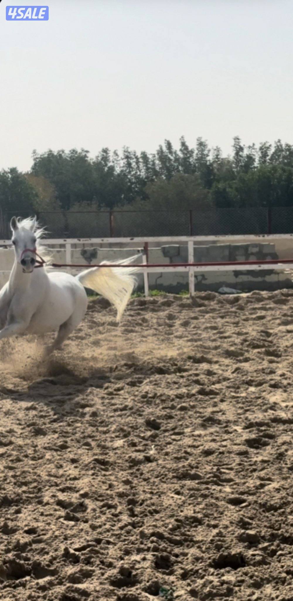 فرس عربيه تحويل0