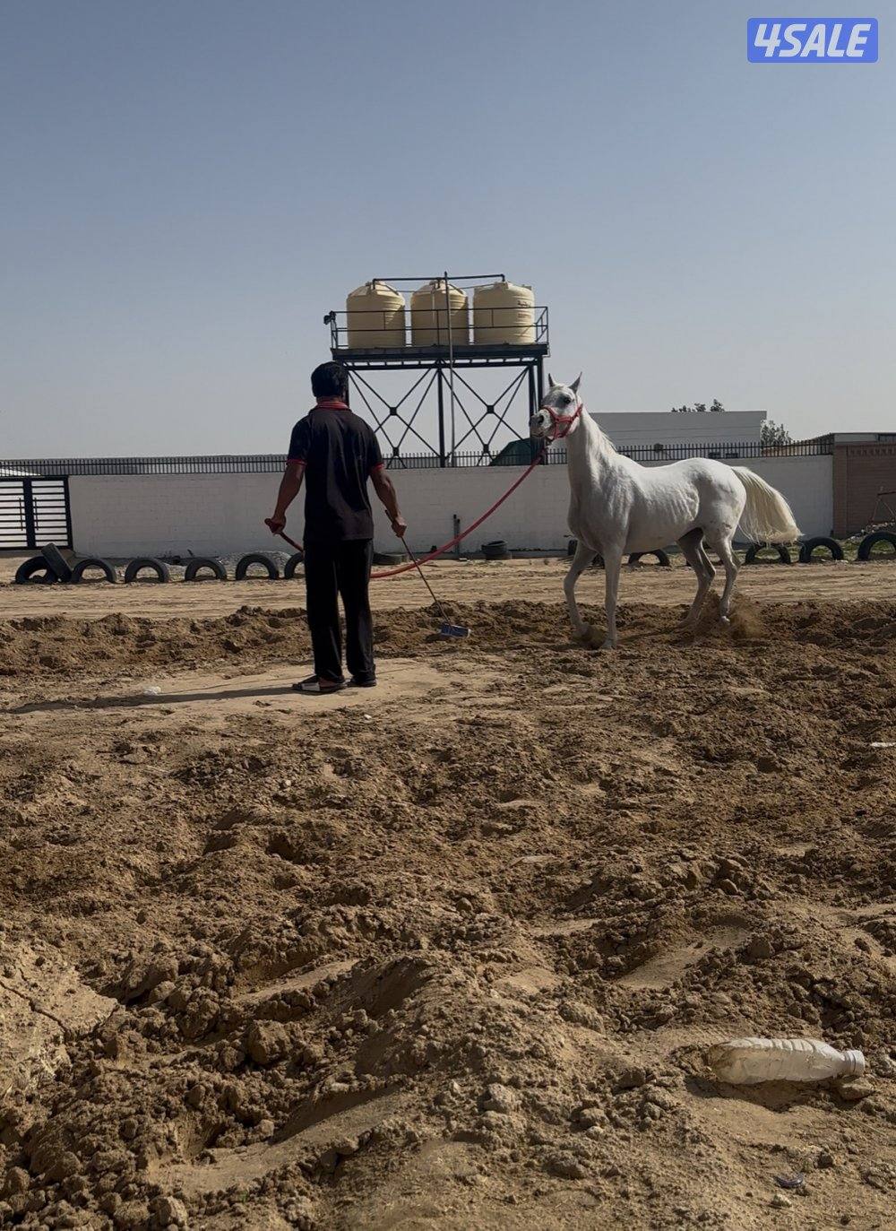 فرس عربيه تحويل2