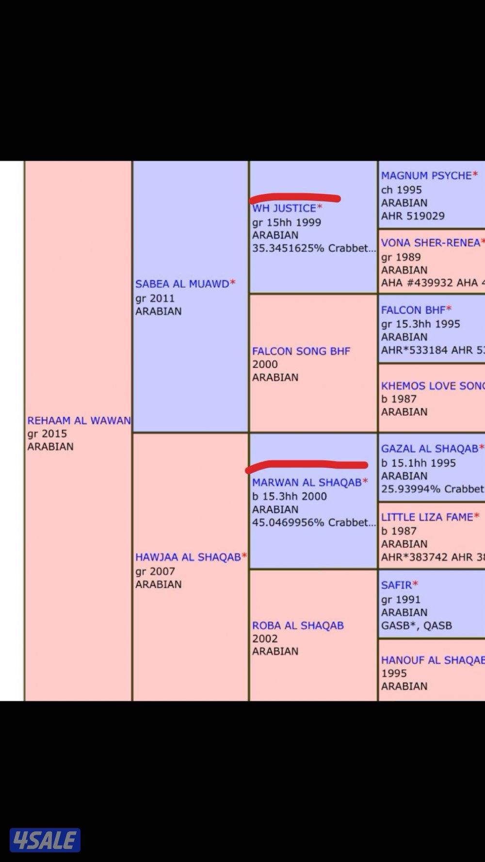 فرس عربيه تحويل3
