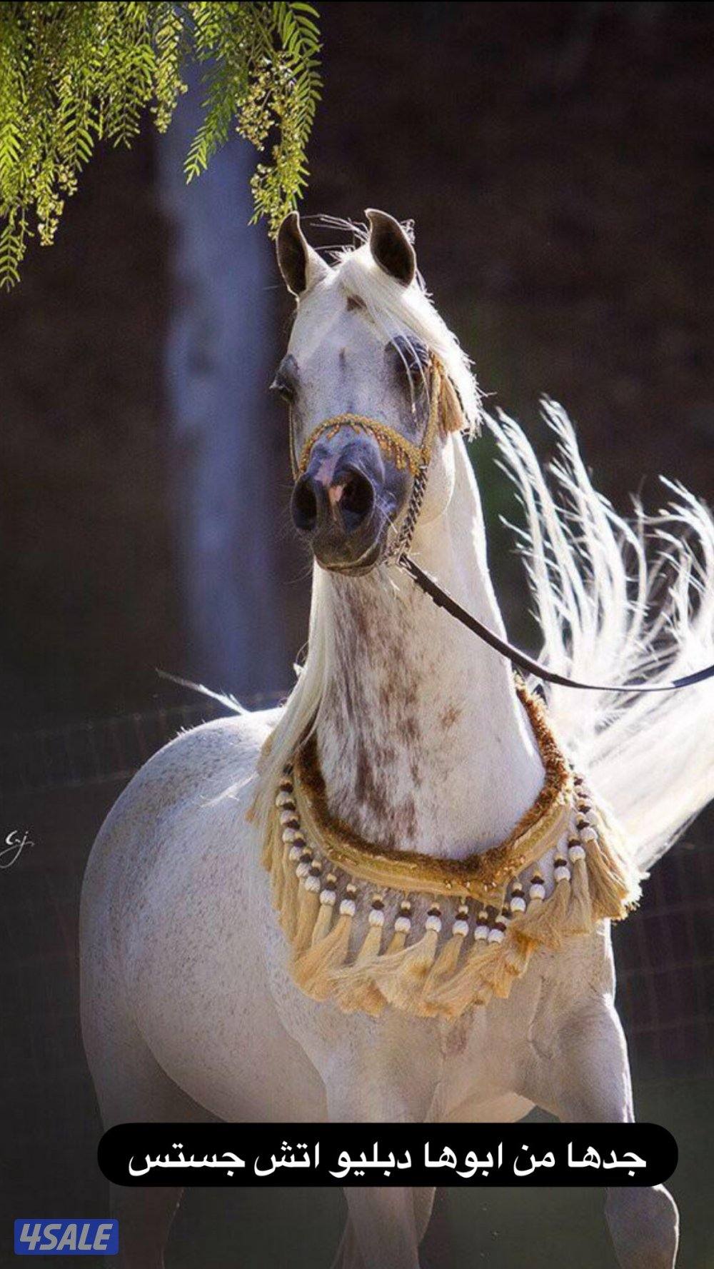 فرس عربيه تحويل5
