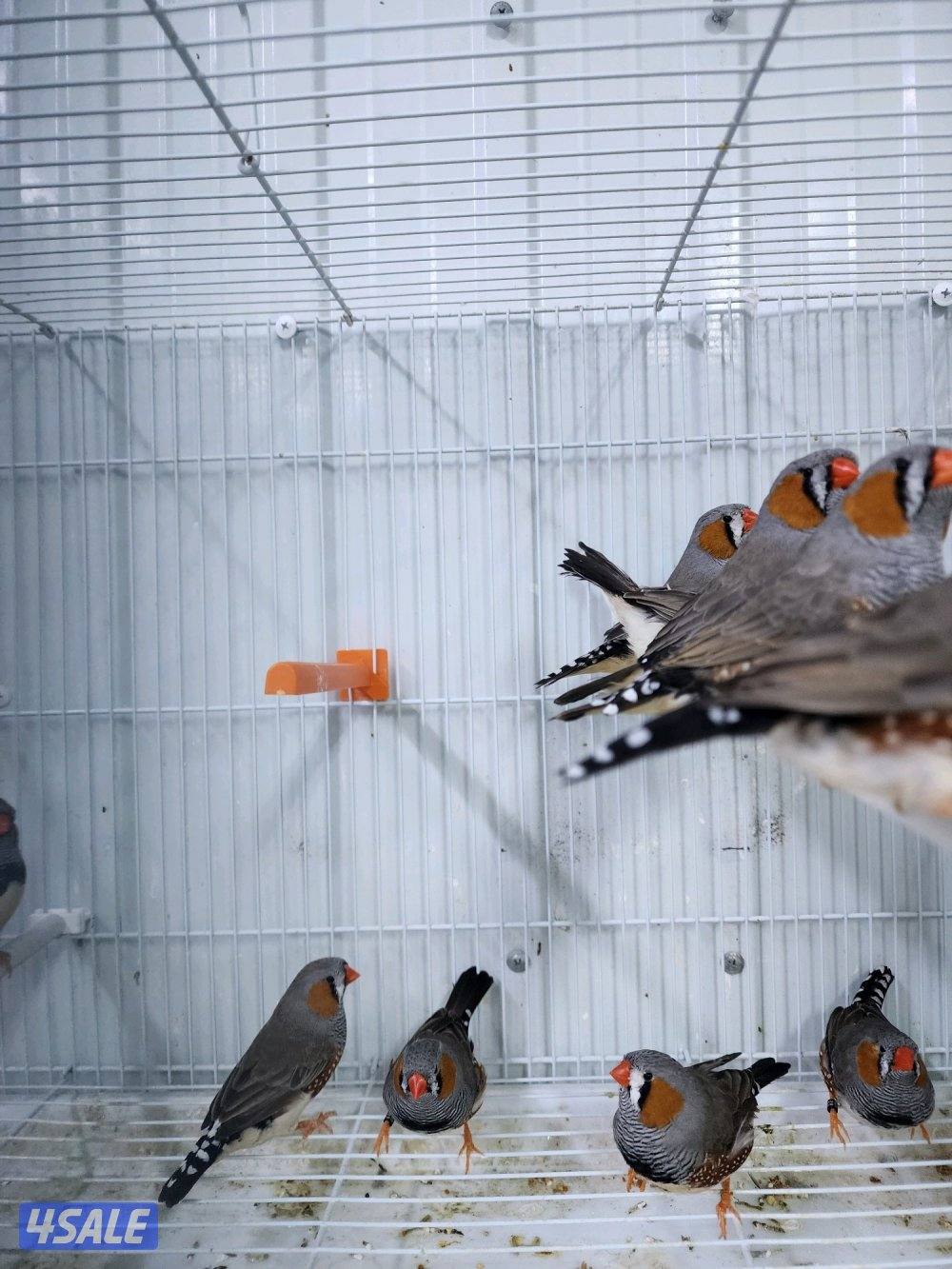 طبات زيبرا احجام1