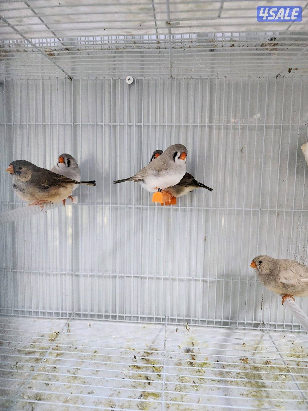 طبات زيبرا احجام2