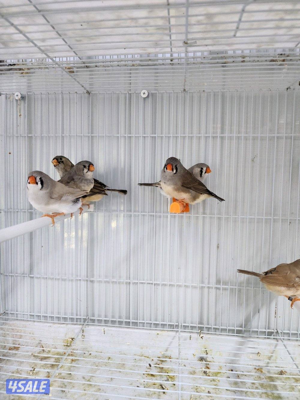 طبات زيبرا احجام3