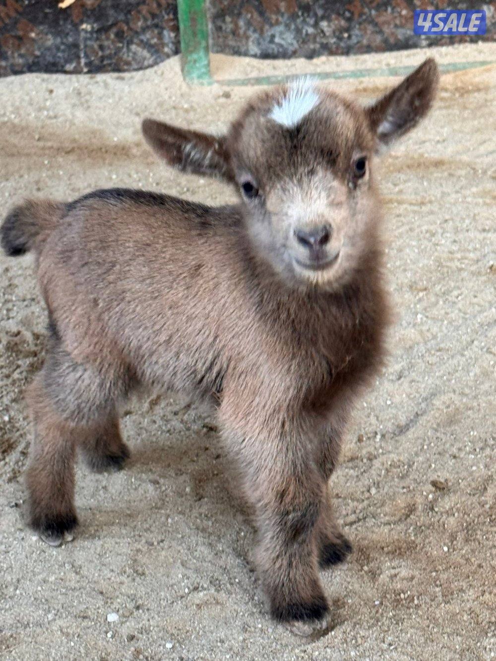 تيوس وجفارجيكيه أقزام واحجام صغيره موجودين وولادة البيت يشربون حليب3