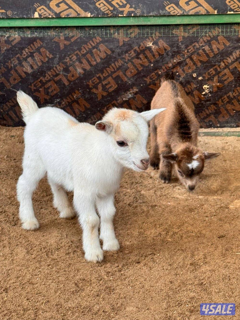 تيوس وجفارجيكيه أقزام واحجام صغيره موجودين وولادة البيت يشربون حليب2