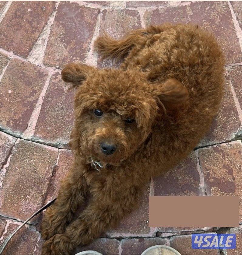 Male Teacup Poodle 8 months تي كب بودل ذكر عمر٨ اشهر مدرب كامل ومطعم0