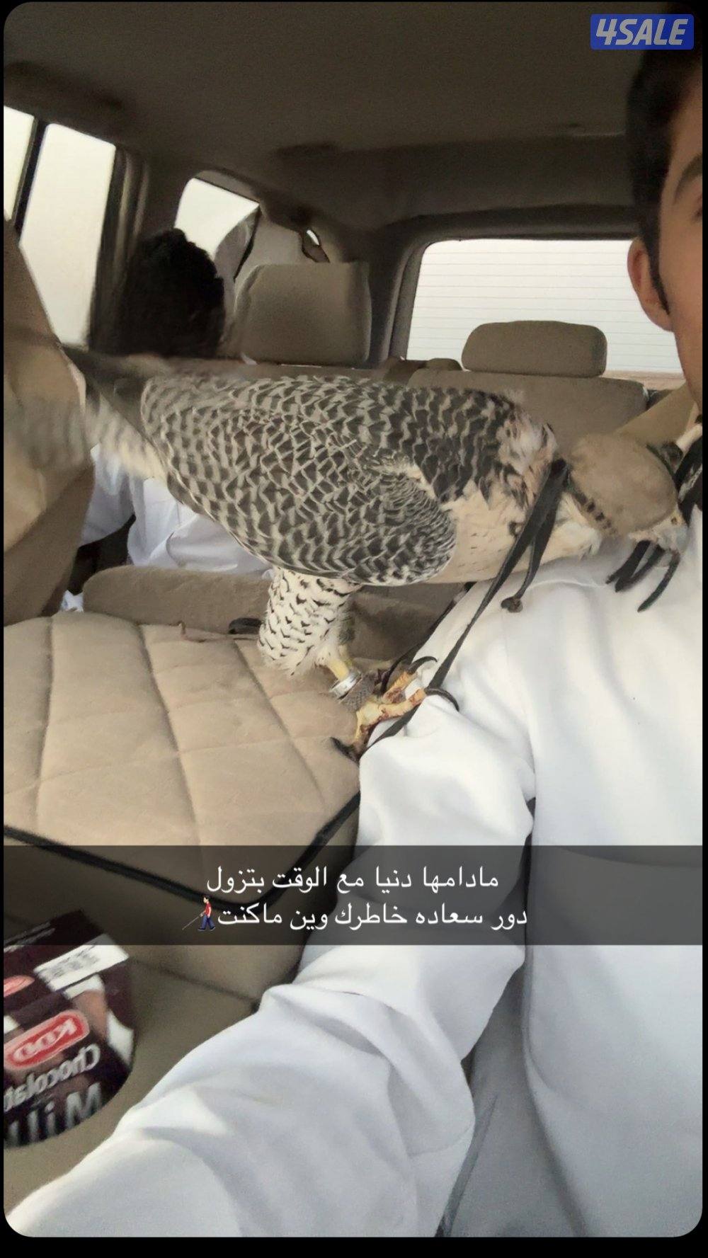 للبيع جير تبع1