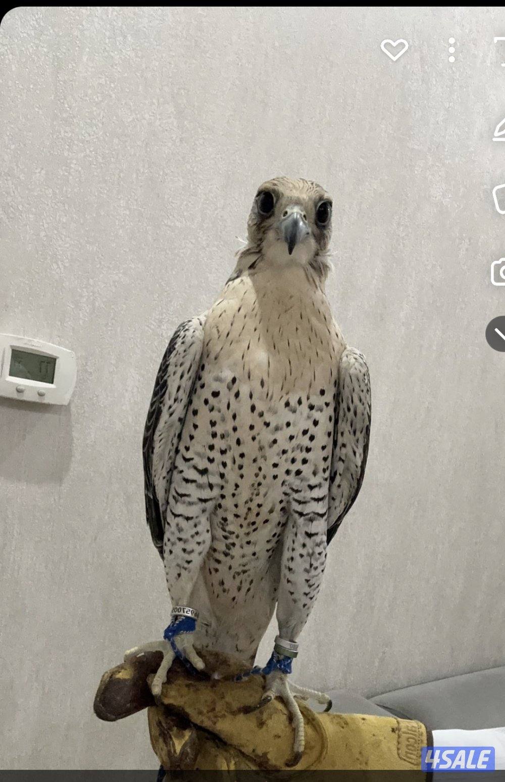 للبيع جير تبع4