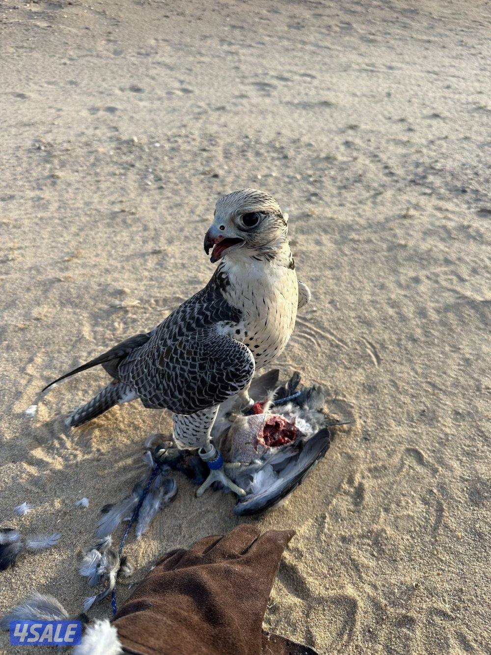 للبيع جير تبع5