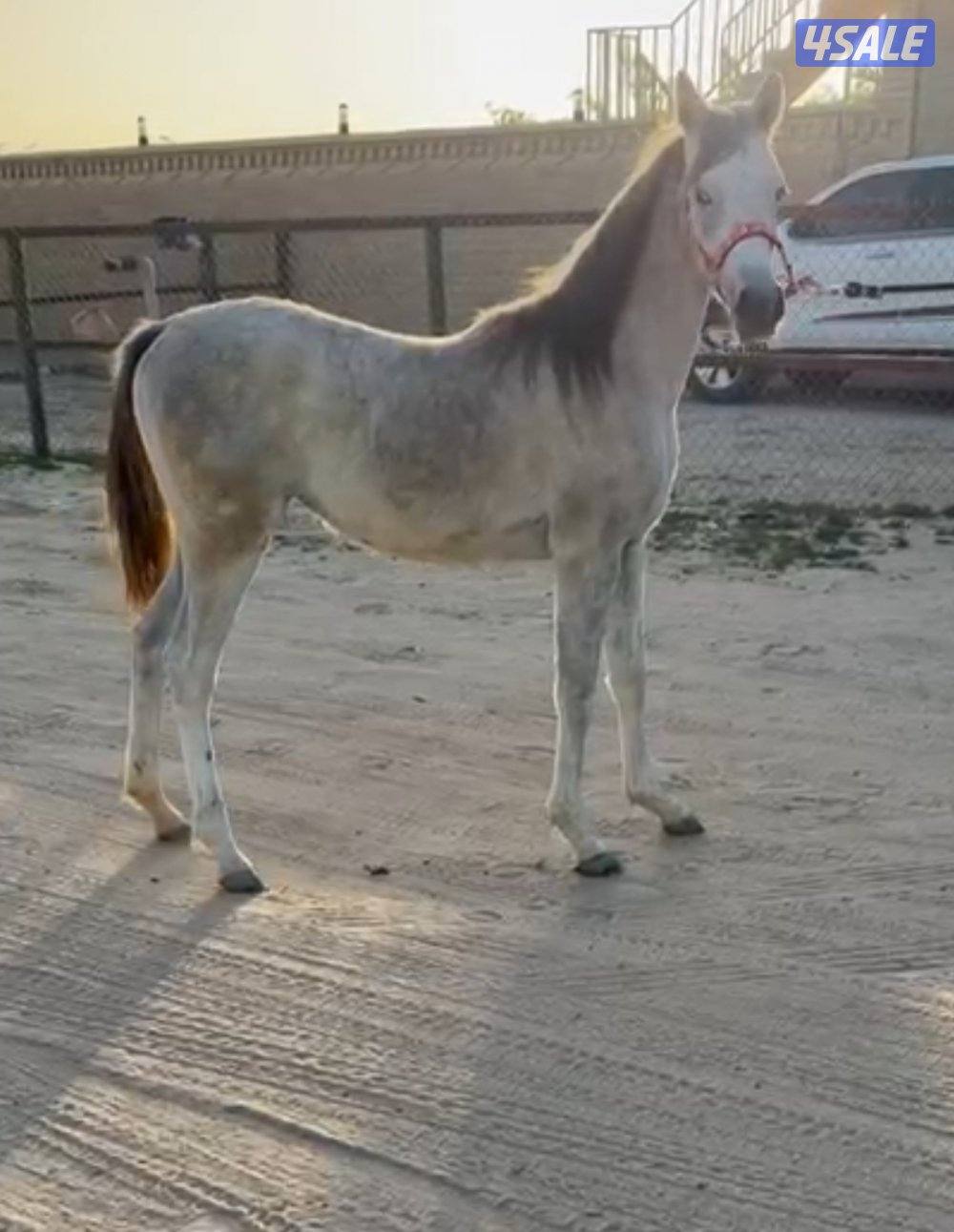 للبيع فلوه بنت سهم الشقب انتاج مربط العصفور تاريخ ٢٥ / ٢ تكمل سنه0