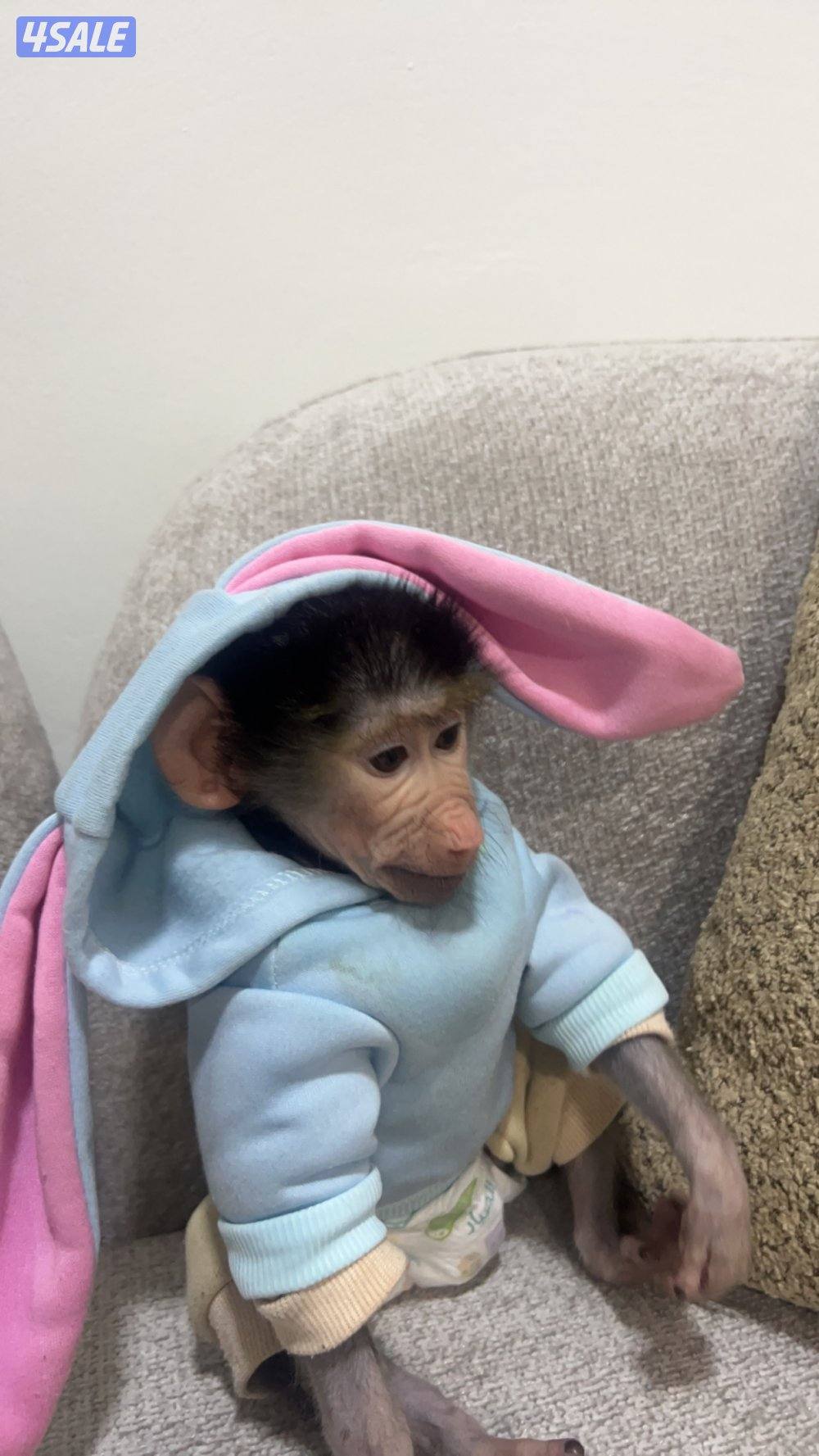 monkey عمره ٤ شهور ذكر لعوب صحته ممتازه0