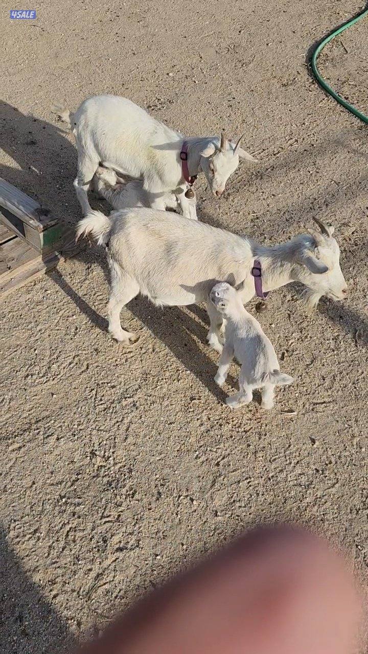 للبيع جيكي مطفل0