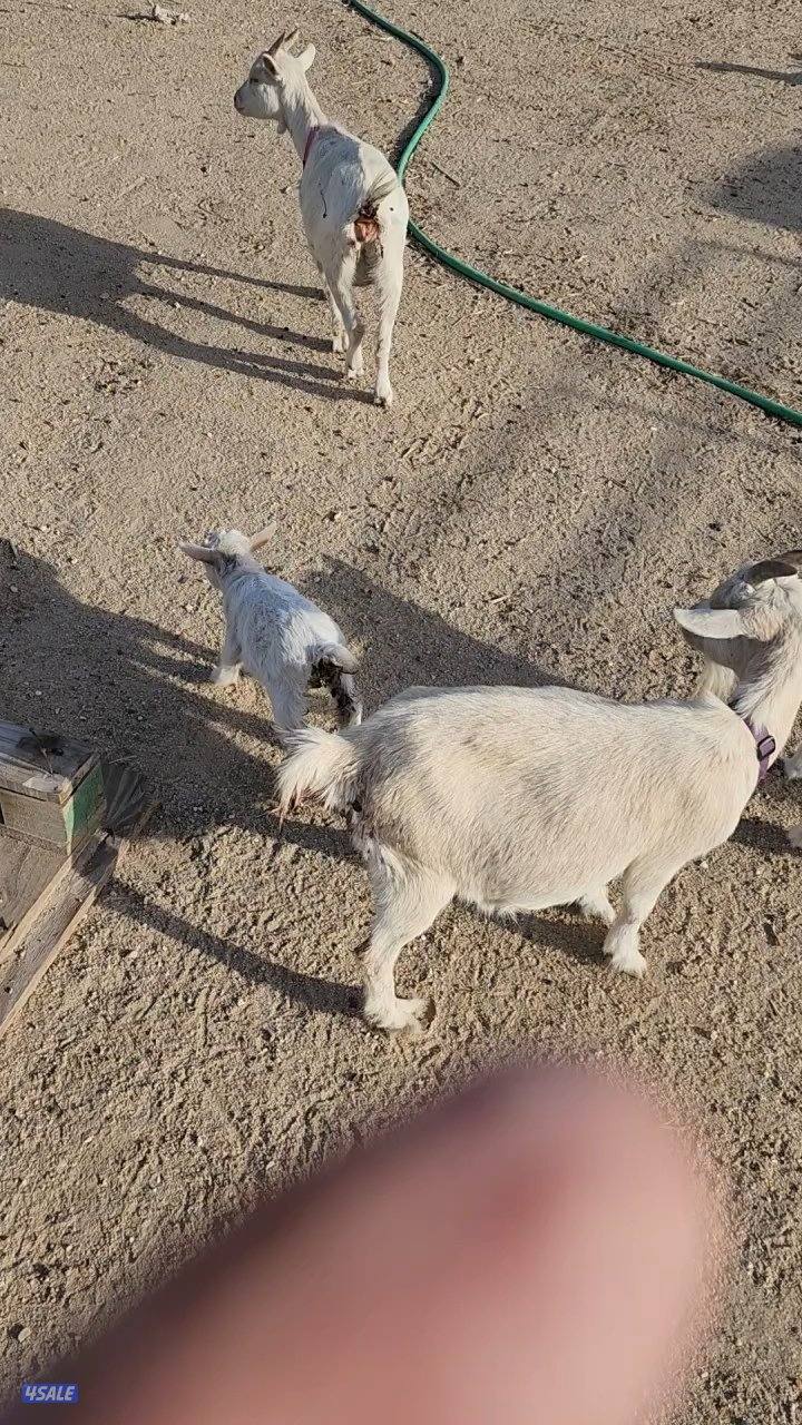 للبيع جيكي مطفل1