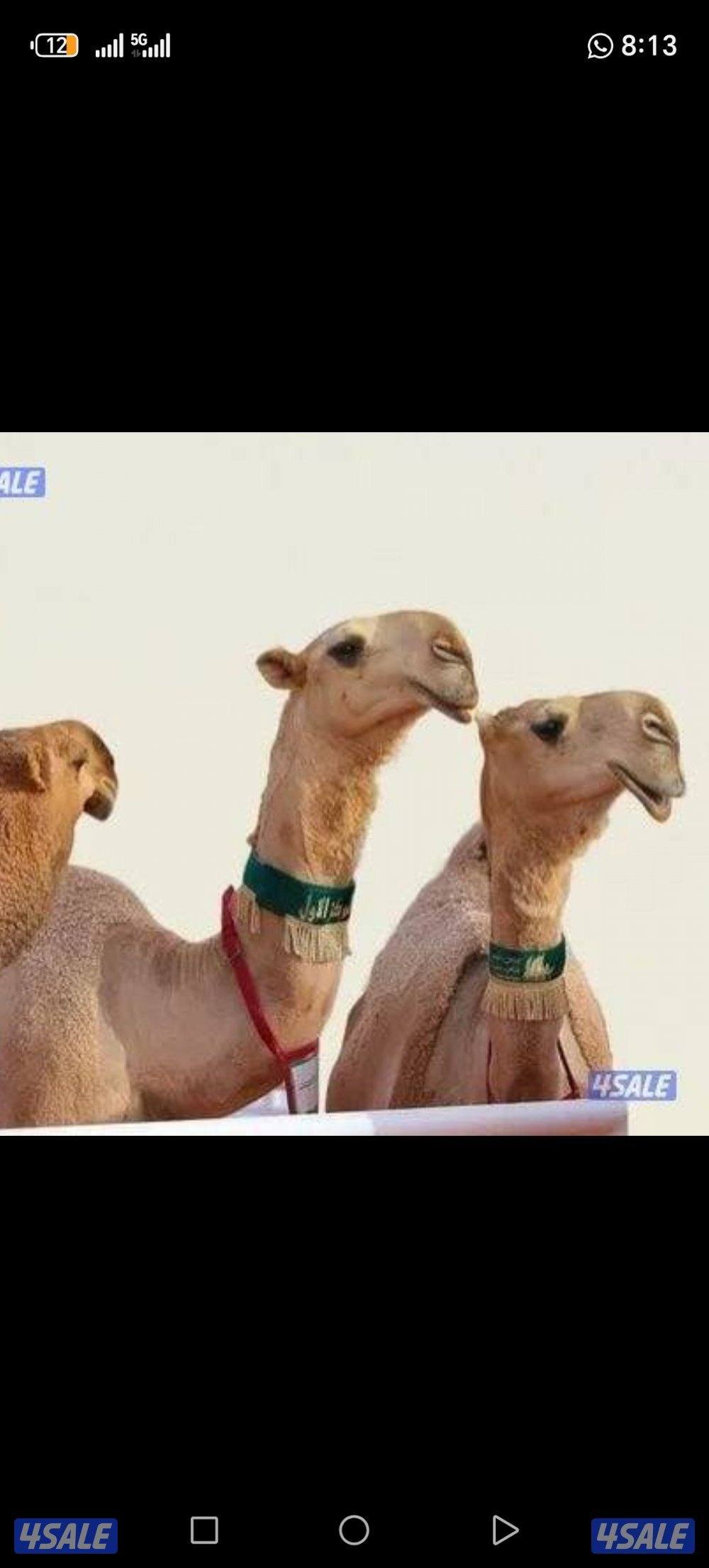 حلاقه وغسيل ابل مزاين0