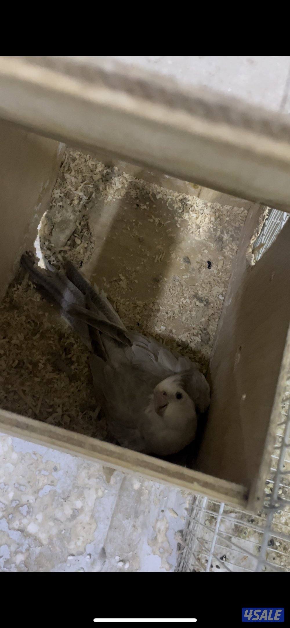 للبيع ازواج كروان منتجين // نثيه متوه0