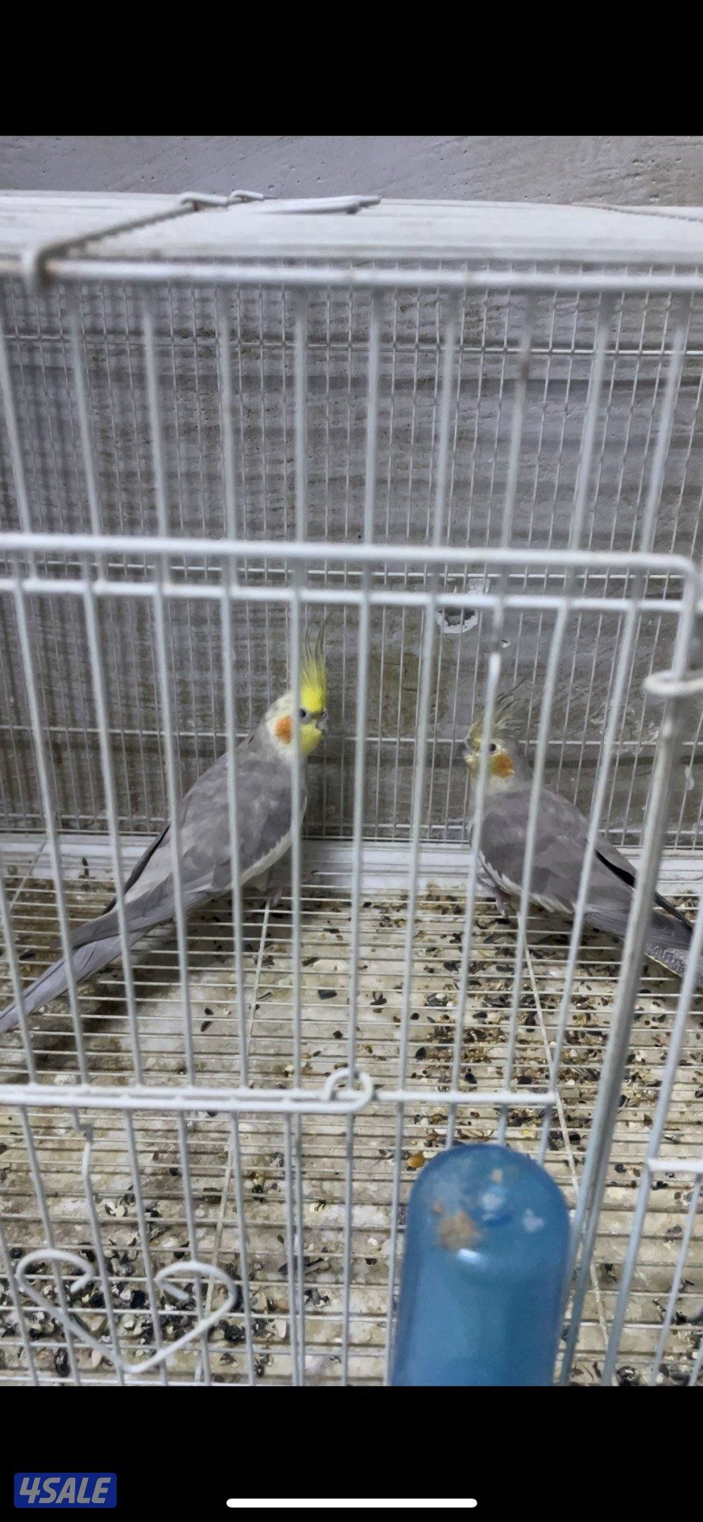 للبيع ازواج كروان منتجين // نثيه متوه1