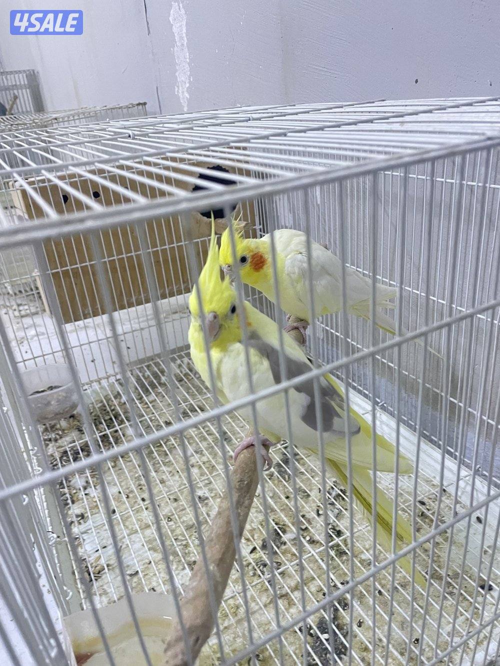 للبيع ازواج كروان منتجين // نثيه متوه2