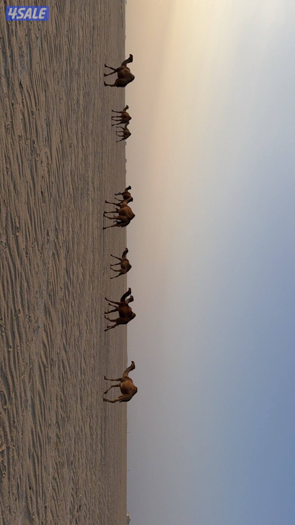 لدي طلب وارغب بالبدل0