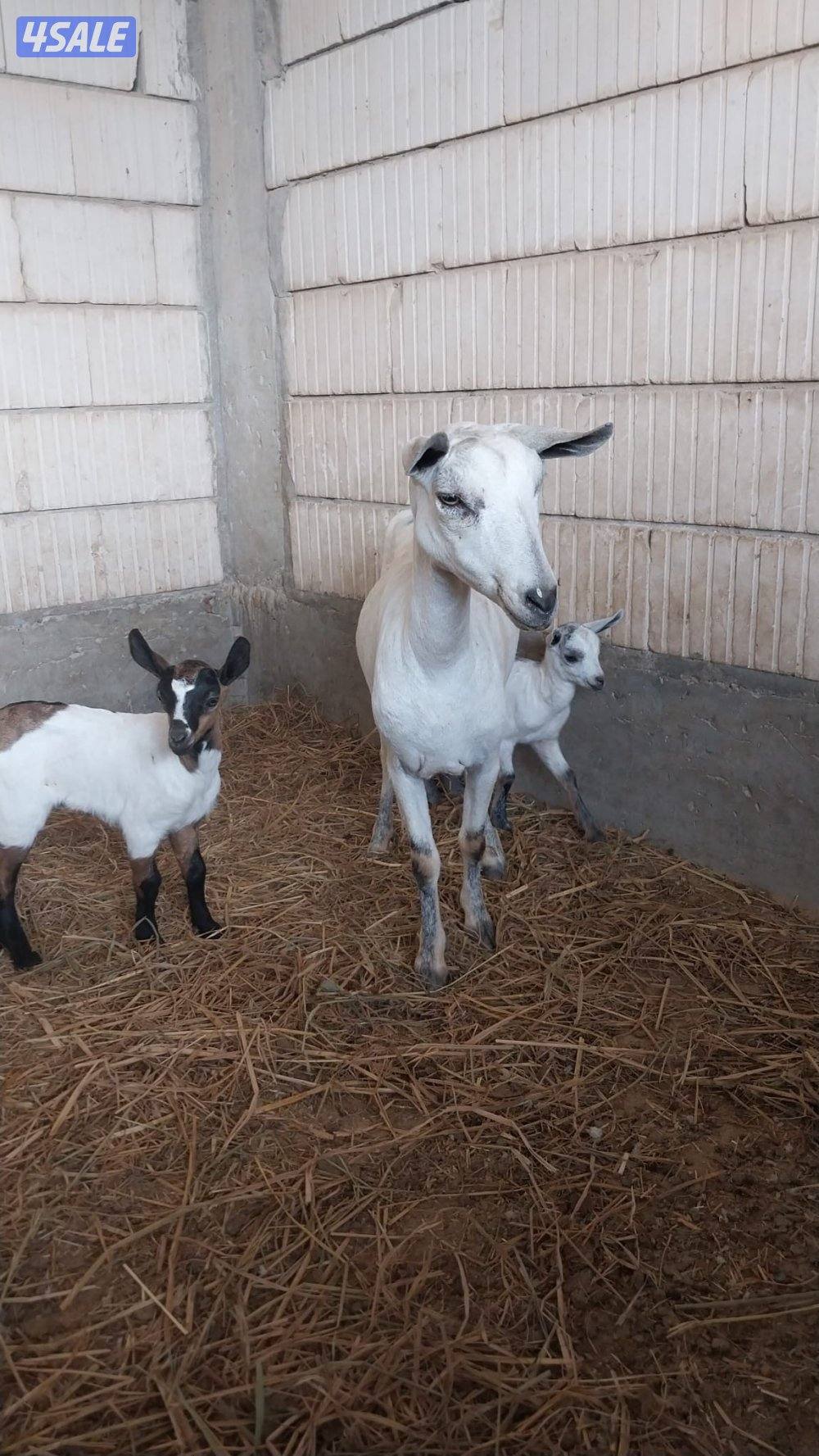 للبيع بربرية مطفل0