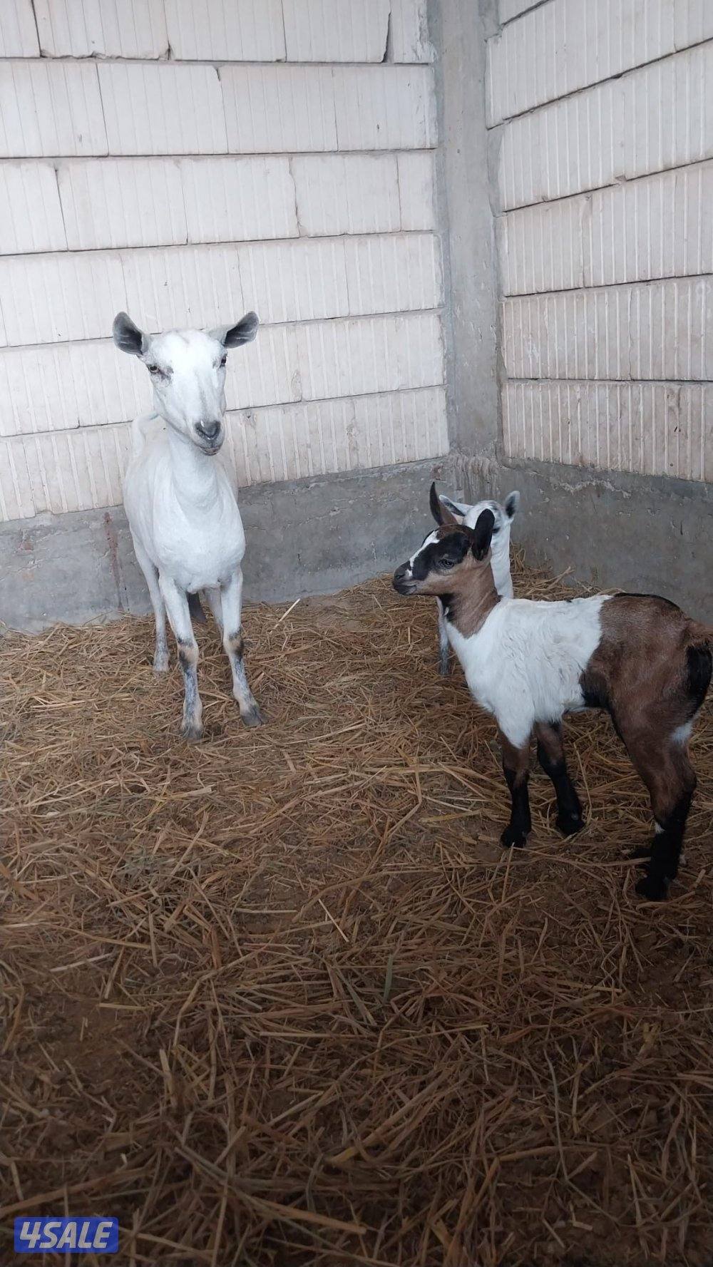 للبيع بربرية مطفل1