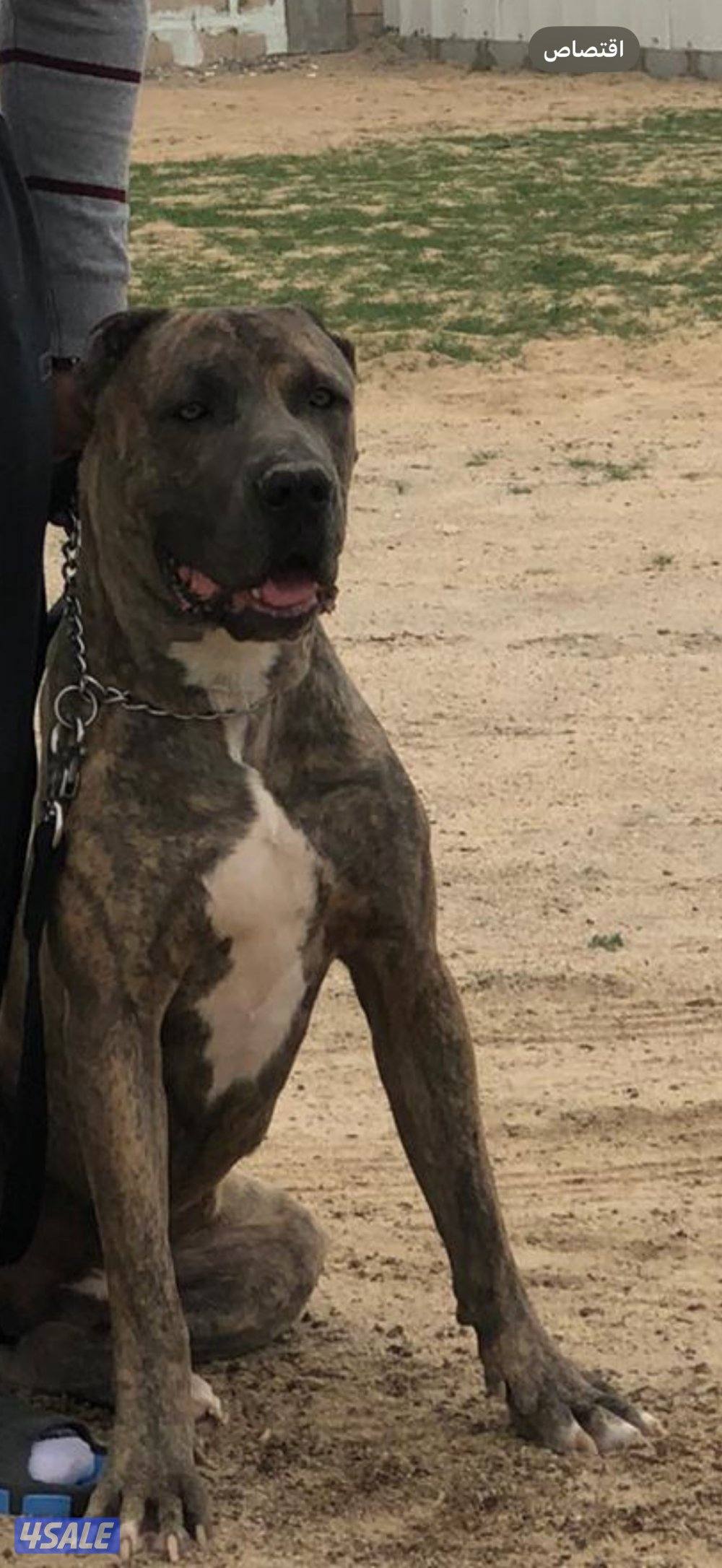 للبيع للبيع0