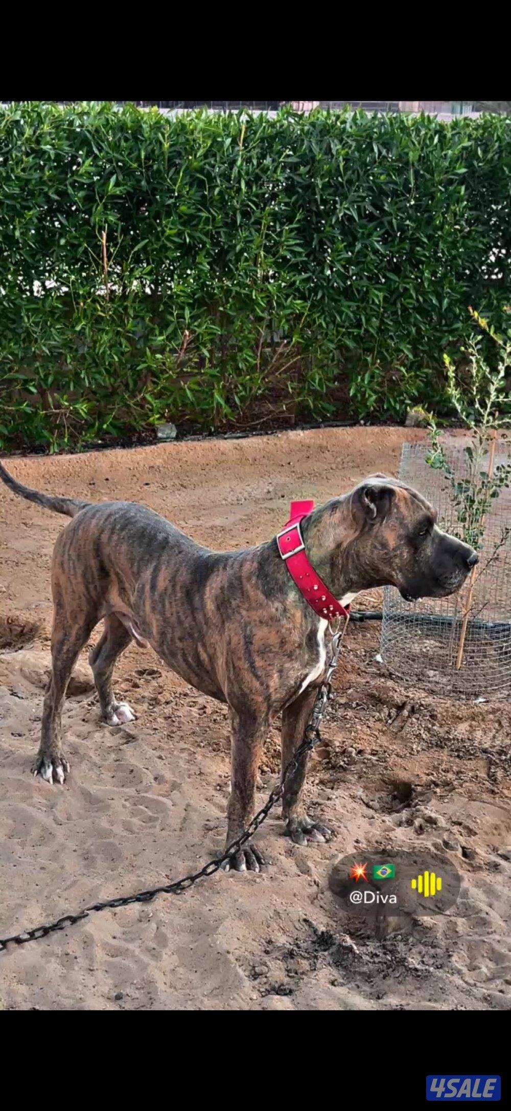 للبيع للبيع1