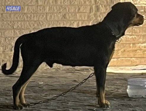 للبيع كلب روت وايلر ذكر0