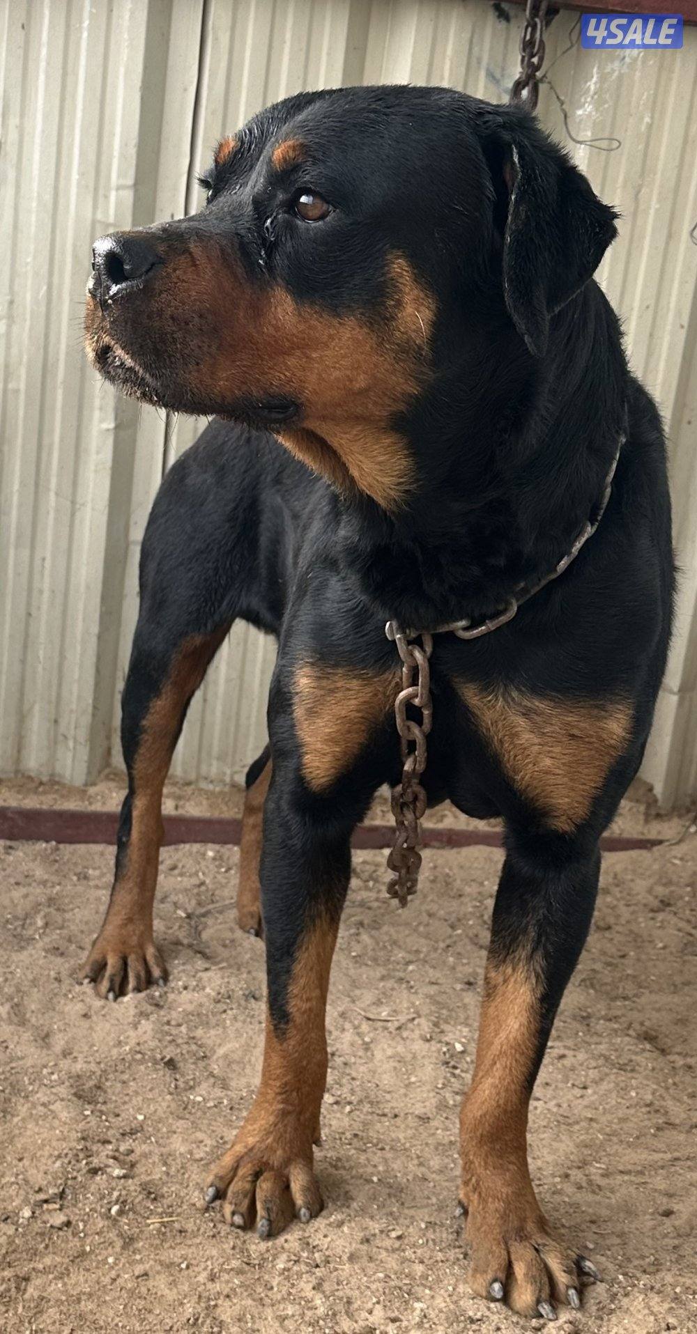 للبيع كلب روت وايلر ذكر2