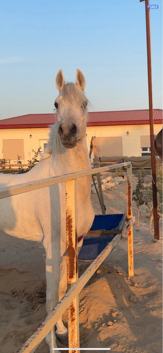 البيع احصان مصري بيور كان شغل سباق جربمه طيب و رفيع معا جواز موليد20190