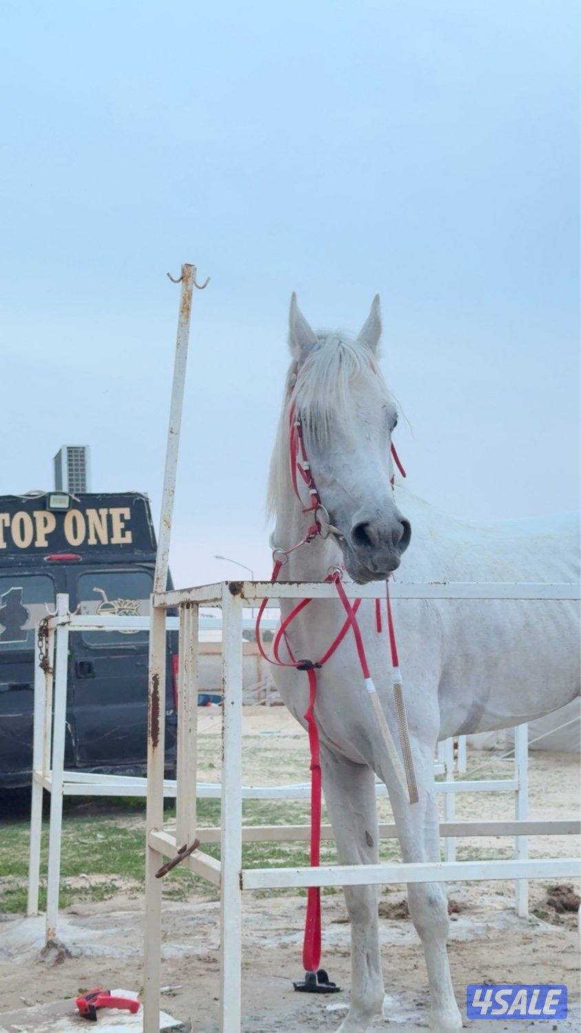 البيع احصان مصري بيور كان شغل سباق جربمه طيب و رفيع معا جواز موليد20192