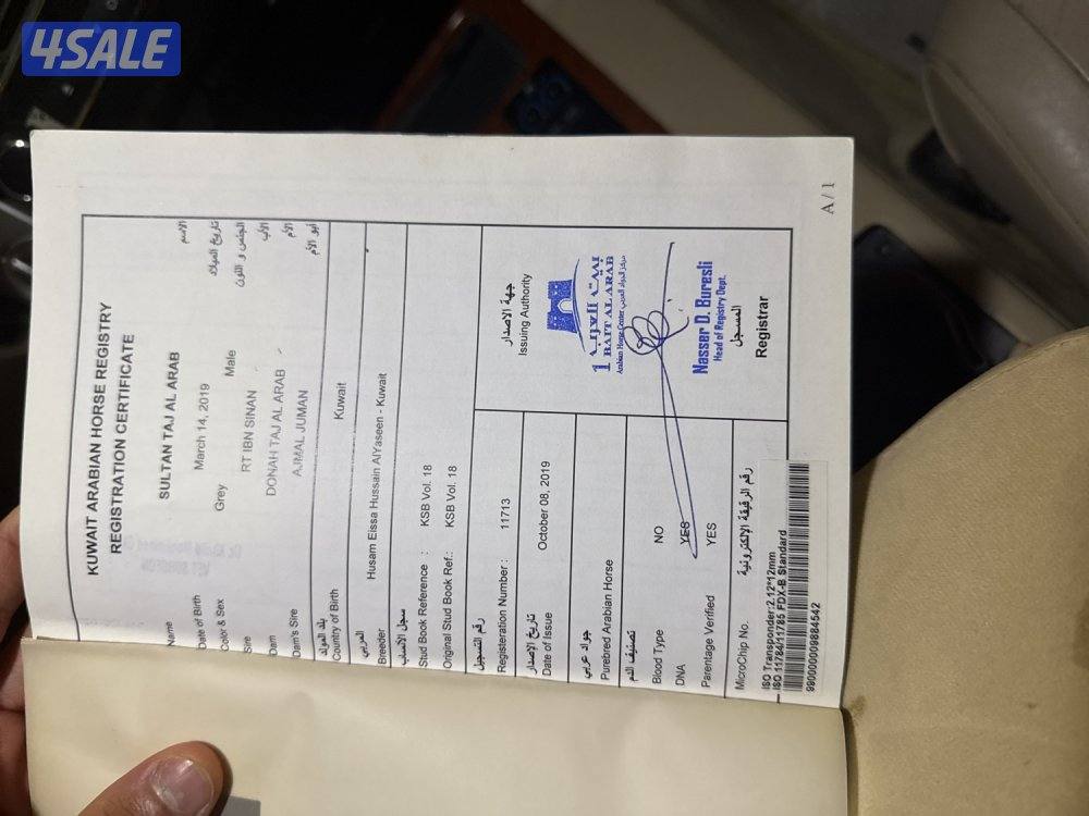 البيع احصان مصري بيور كان شغل سباق جربمه طيب و رفيع معا جواز موليد20191