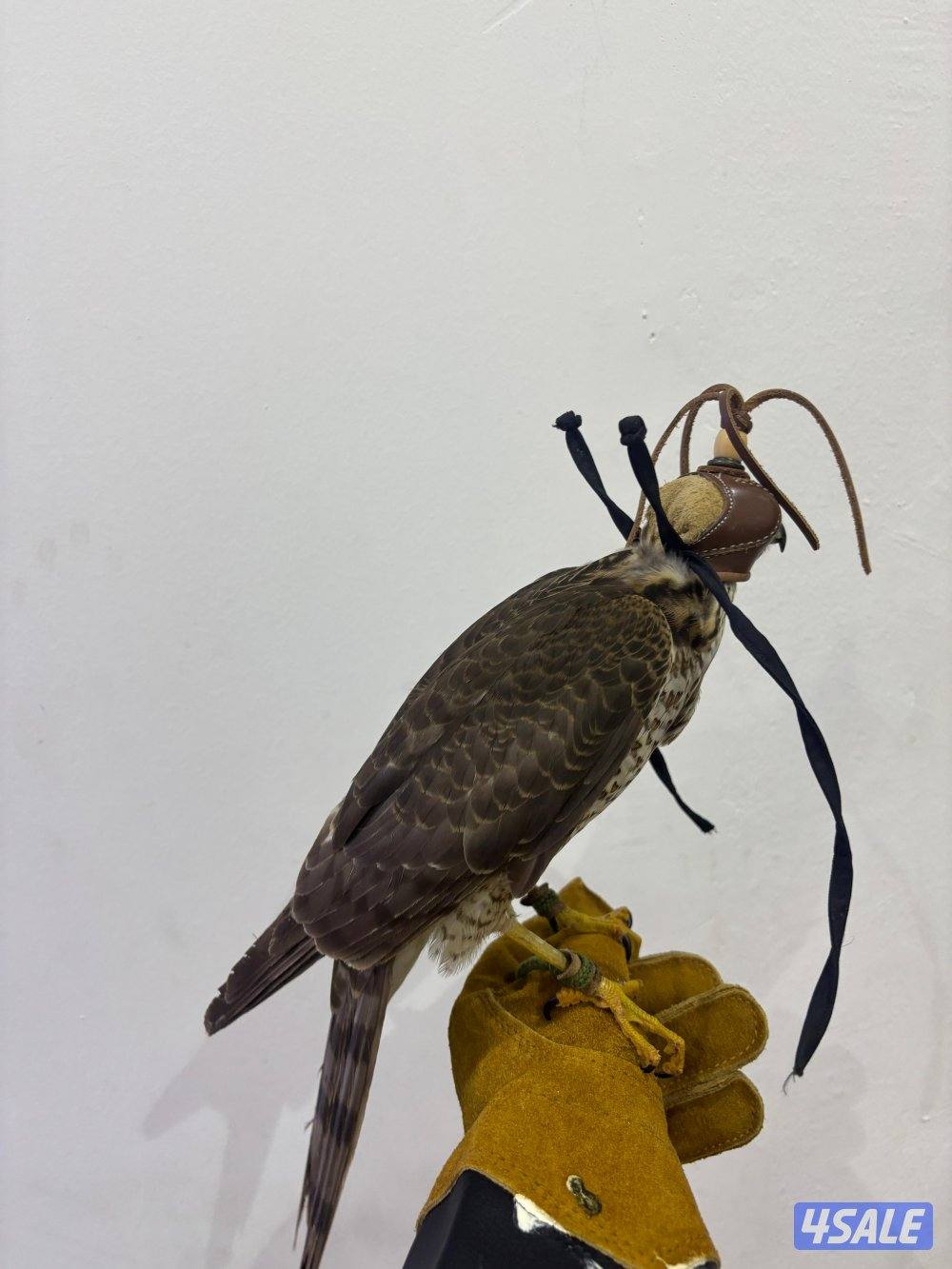 السلام عليكم ورحمة الله وبركاته1