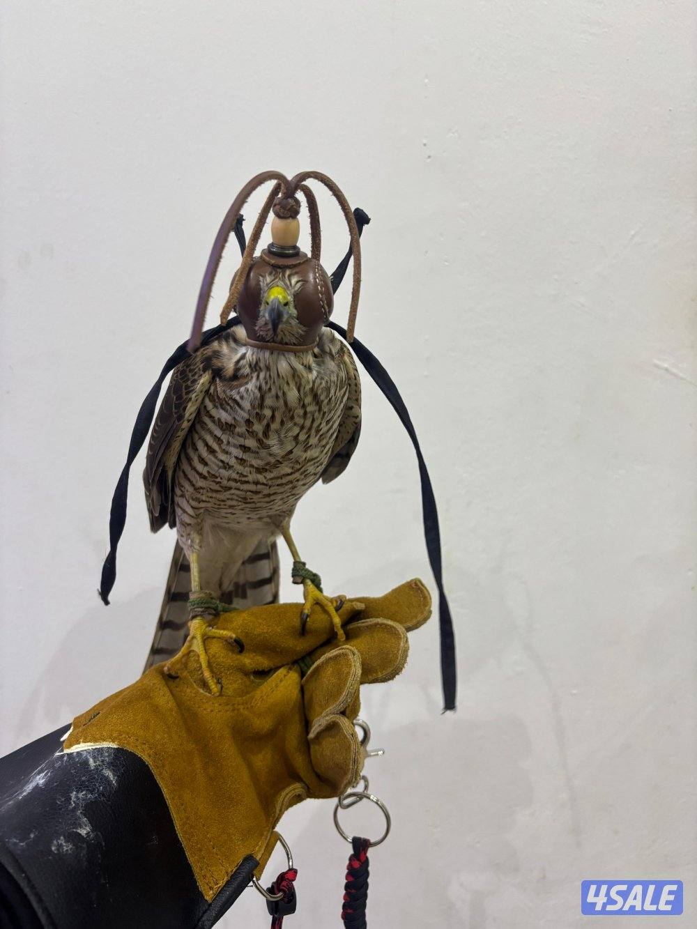 السلام عليكم ورحمة الله وبركاته3