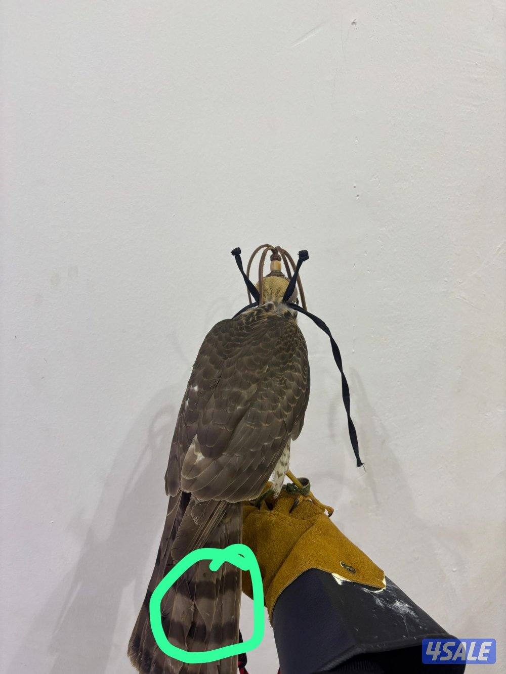 السلام عليكم ورحمة الله وبركاته7