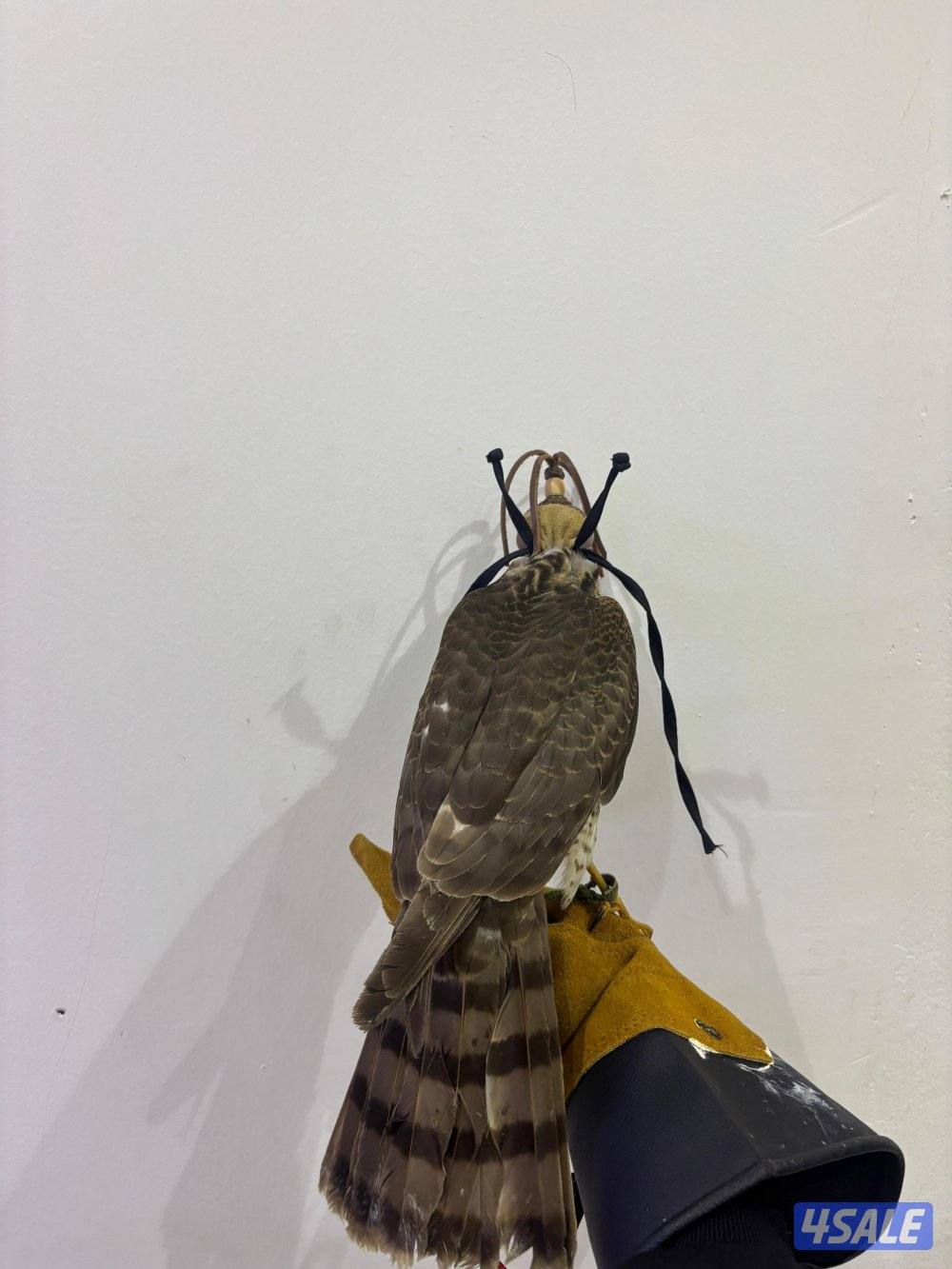 السلام عليكم ورحمة الله وبركاته10