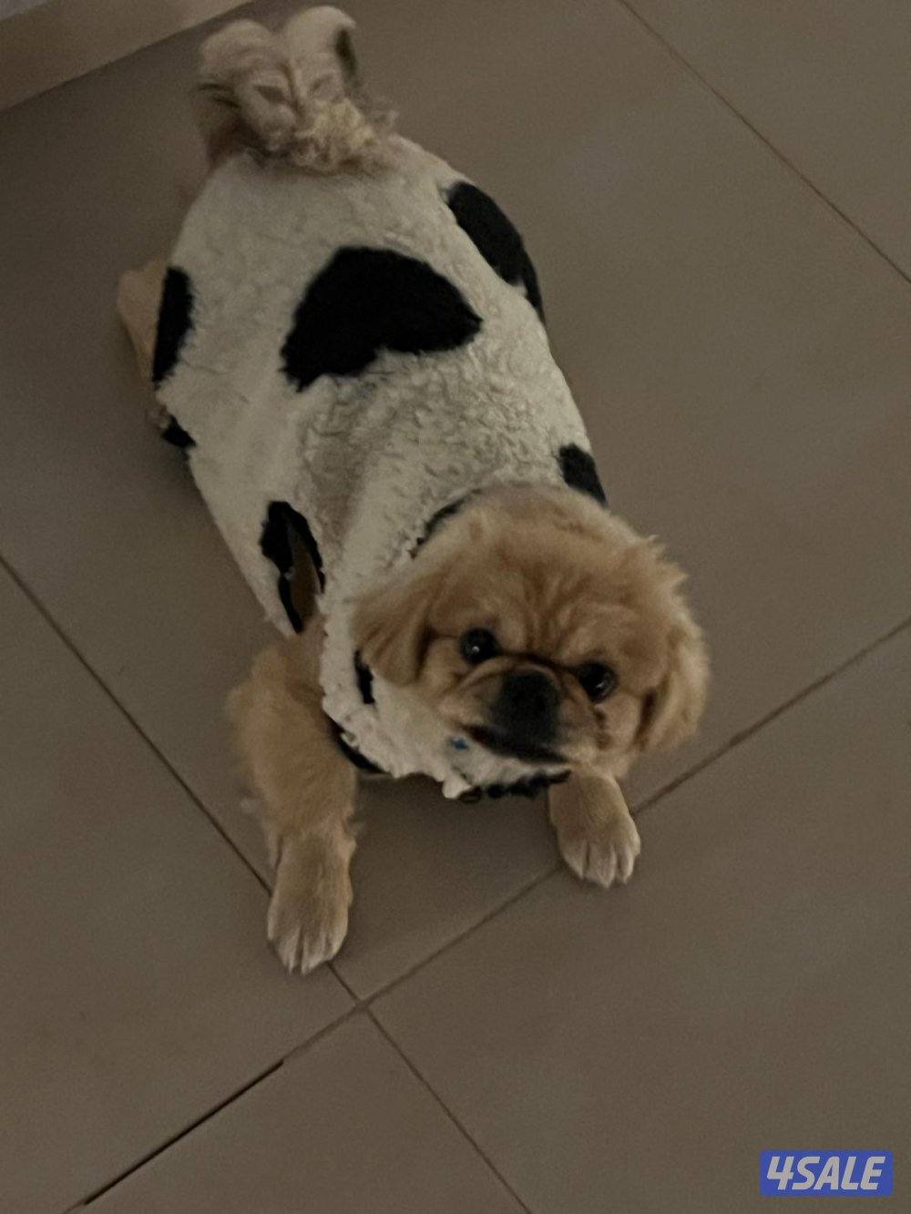 كلاب للبيع1