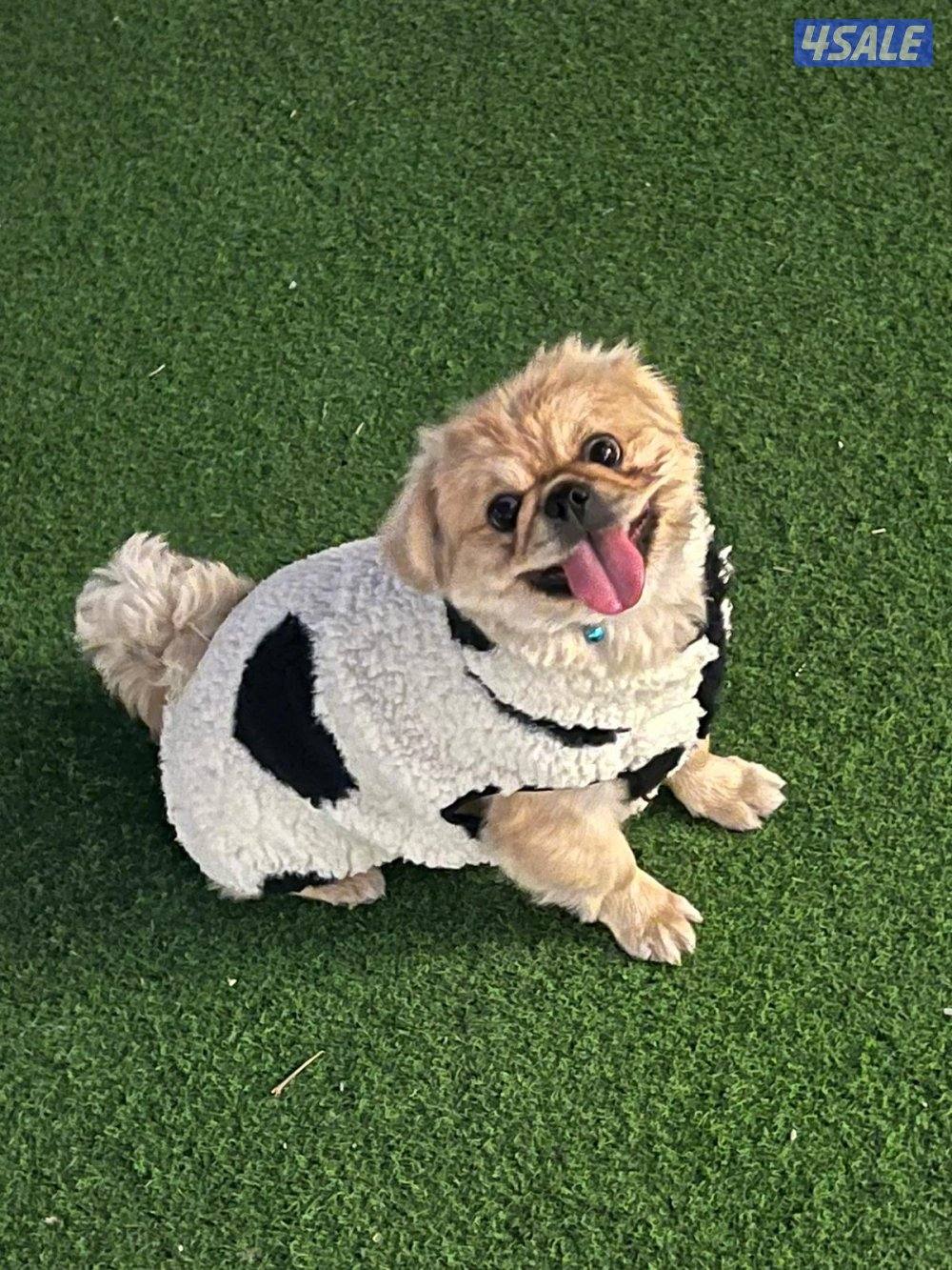 كلاب للبيع2