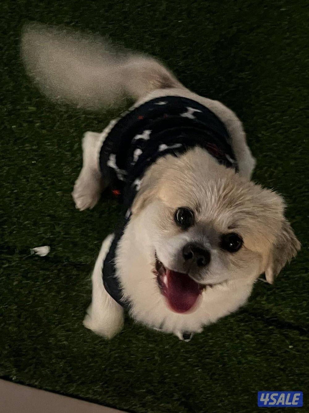 كلاب للبيع4